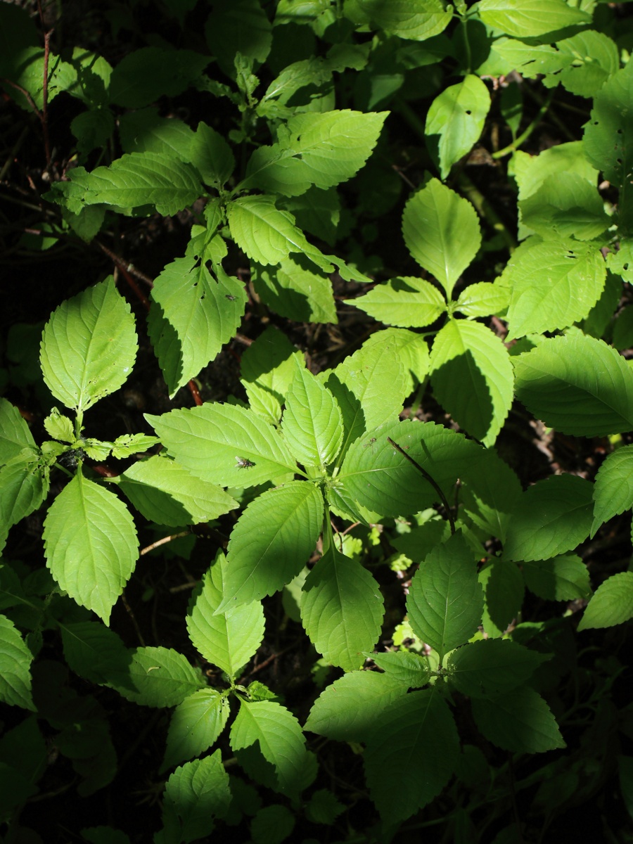 Image of Impatiens parviflora specimen.