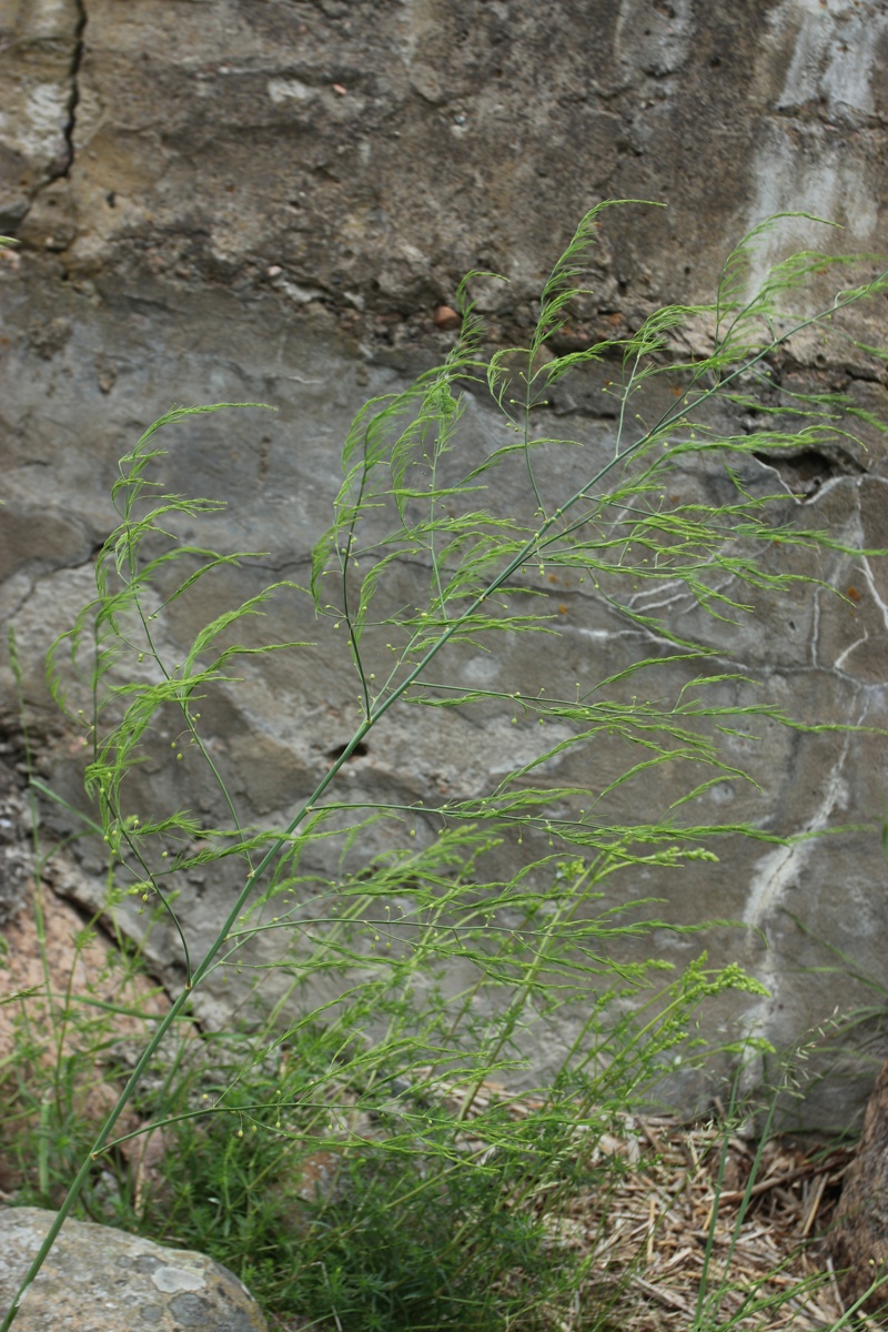Изображение особи Asparagus officinalis.