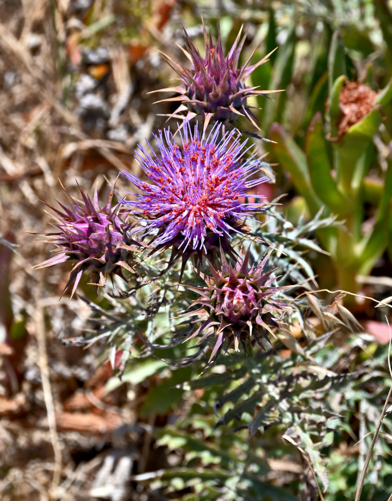 Image of Cynara humilis specimen.