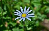 Felicia amelloides