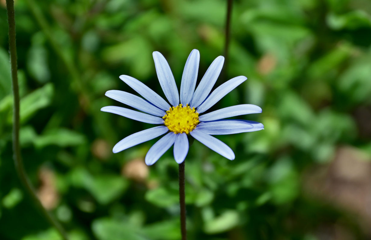 Image of genus Felicia specimen.