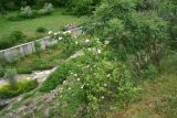 род Rosa