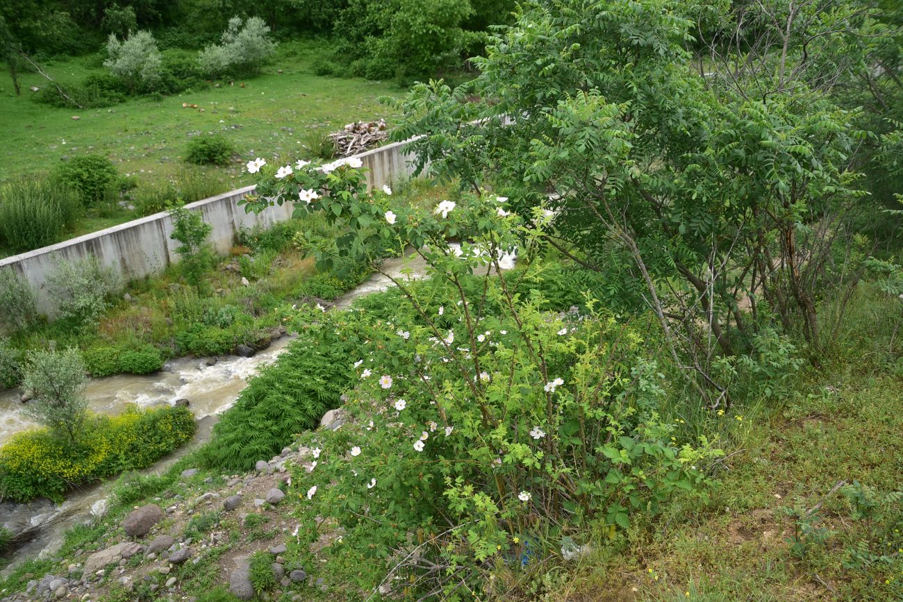 Image of genus Rosa specimen.