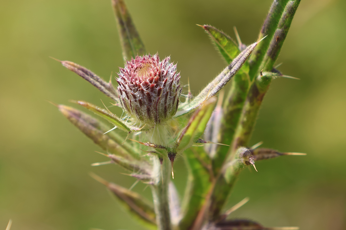 Image of Cirsium polonicum specimen.