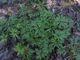 Anemone ranunculoides