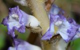 genus Phelipanche. Цветки. Узбекистан, Ташкентская обл., отроги Чаткальского хр., окр. кишлака Учтерак, зона отдыха \"Дустлик\", крутой склон. 22.06.2026.
