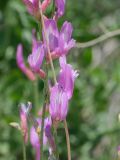 Astragalus intarrensis. Часть соцветия. Киргизия, Баткенская обл., Баткенский р-н, окр. с. Самаркандык, Туркестанский хр., горы Сары-Тоо, уроч. Мадыген, галечник, накрывающий краснопесчаниковые толщи. 13 мая 2026 г.