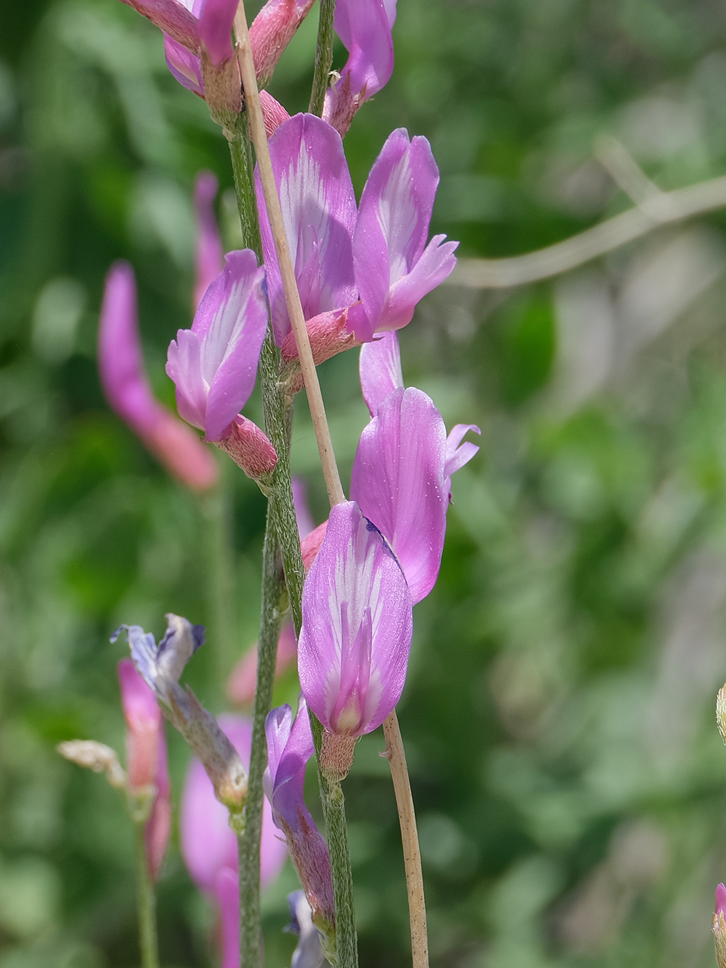 Изображение особи Astragalus intarrensis.