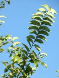 Ulmus pumila. Ветвь. Республика Молдова, муниципалитет Кишинёв, г. Кодру, пустырь. 15 августа 2026 г.