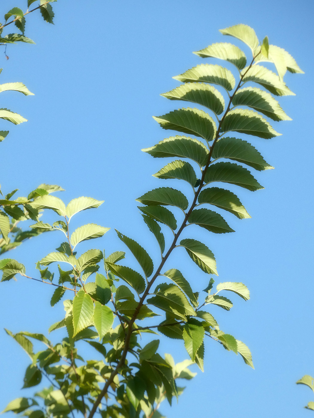 Image of Ulmus pumila specimen.