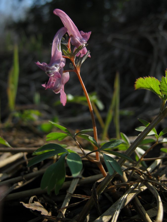 Image of Corydalis solida specimen.