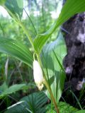 Polygonatum odoratum. Цветущее растение. Новосибирская обл., Искитимский р-н, пгт Линёво. 6 июня 2011 г.