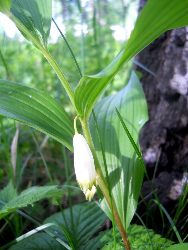 Image of Polygonatum odoratum specimen.