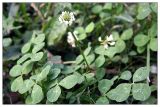 Trifolium repens