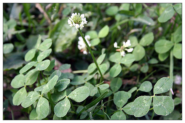 Image of Trifolium repens specimen.