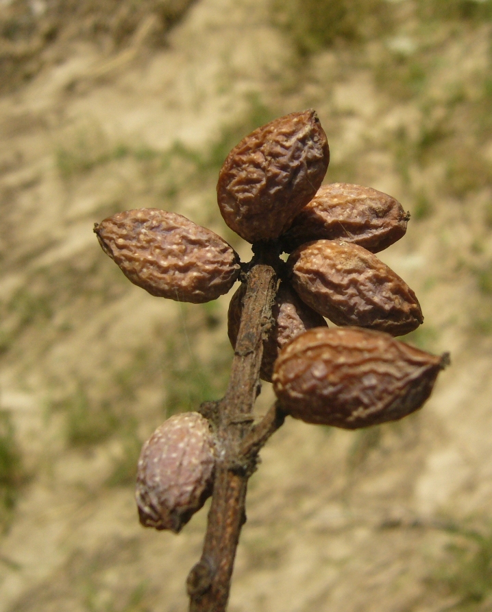 Image of Pistacia vera specimen.