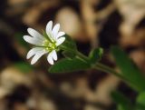 Cerastium tianschanicum. Цветок. Казахстан, Южно-Казахстанская обл., Угамский хр., ущ. р. Сазаната. 05.05.2011.