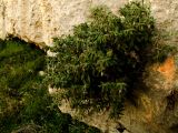 Podonosma orientalis. Цветущее растение на нижней части стенки вади. Израиль, горы Самарии, вади Бурка. 25.03.2010.