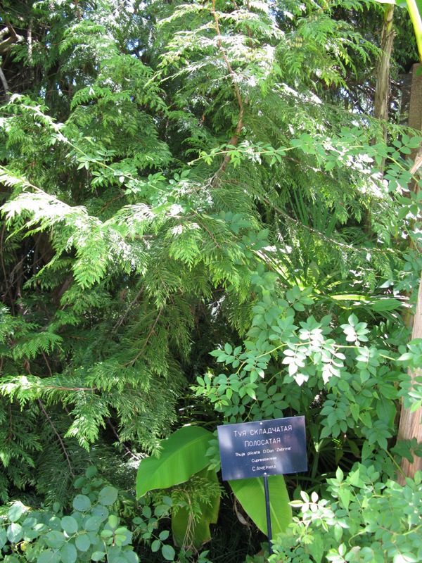Image of Thuja plicata specimen.