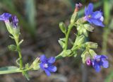 Anchusa gmelinii. Соцветие. Днепропетровская обл., Павлоградский р-н, окр. с. Кочерёжки, осветлённый сосняк на боровой террасе р. Самары. 13.07.2011.