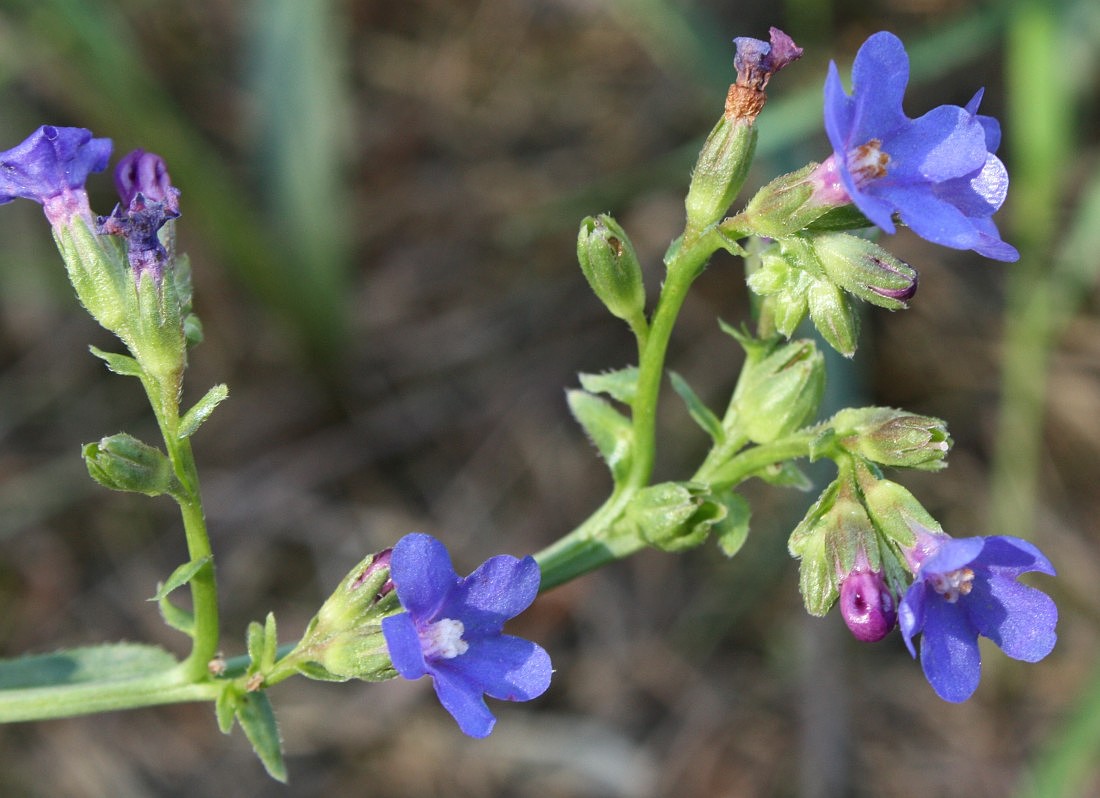 Изображение особи Anchusa gmelinii.