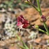 Scrophularia granitica