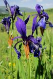 Iris sibirica