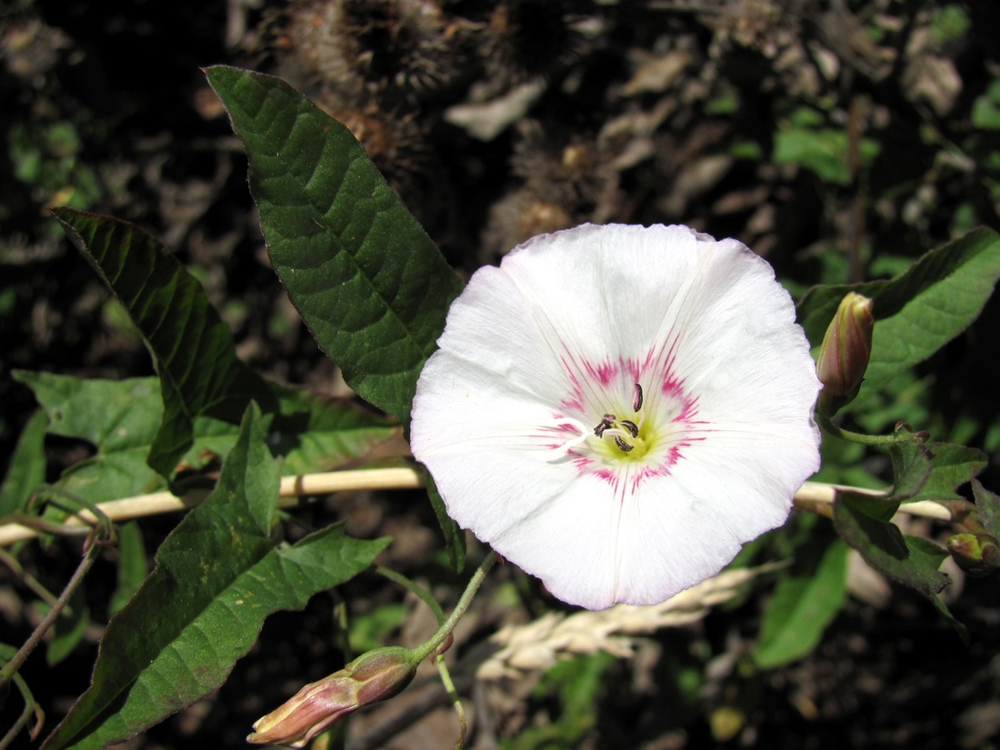 Image of Convolvulus arvensis specimen.