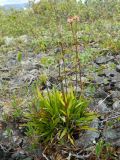 Tofieldia coccinea