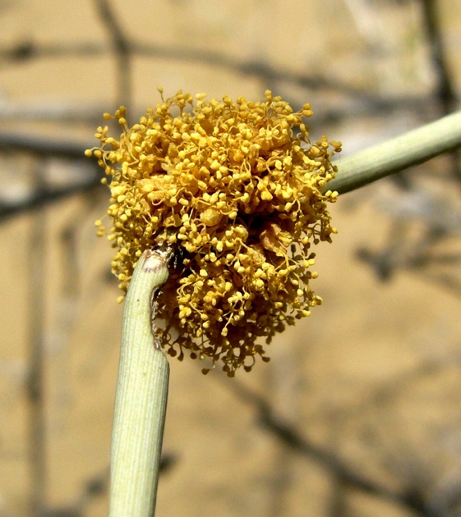 Изображение особи Ephedra strobilacea.