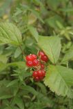 Rubus saxatilis