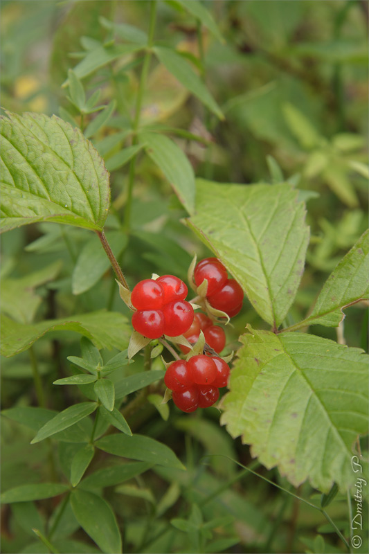 Изображение особи Rubus saxatilis.