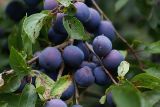 Prunus spinosa