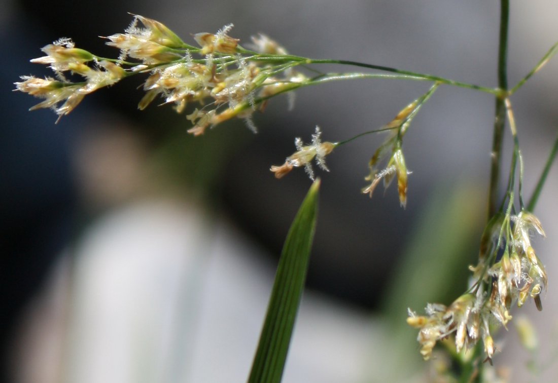 Изображение особи Deschampsia cespitosa.