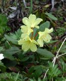 Rhododendron aureum. Цветущее растение. Забайкалье, хребет Кодар. 23.07.2007.