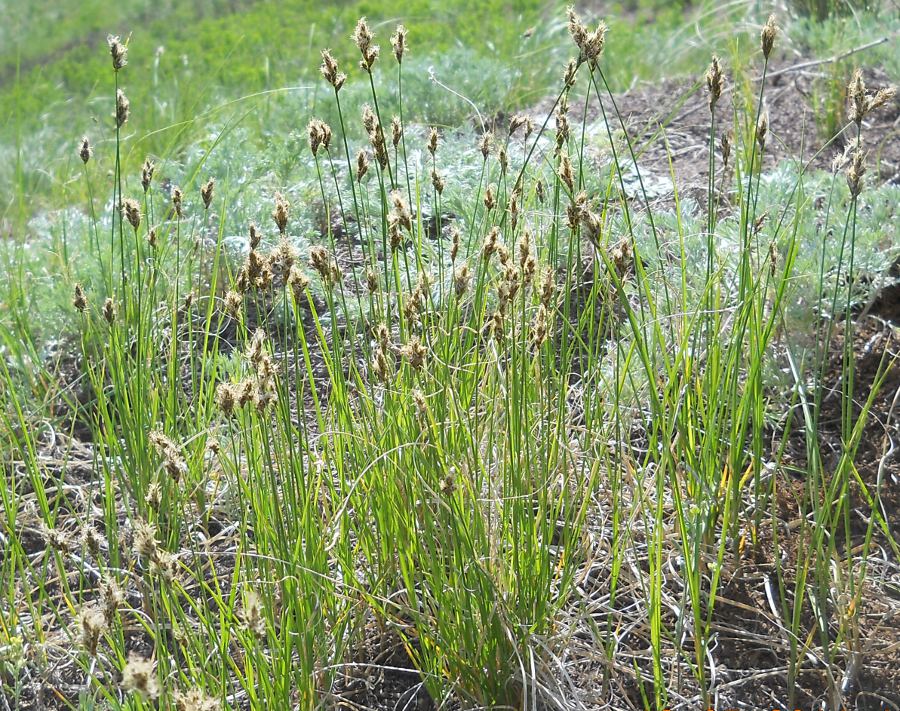 Image of Carex praecox specimen.