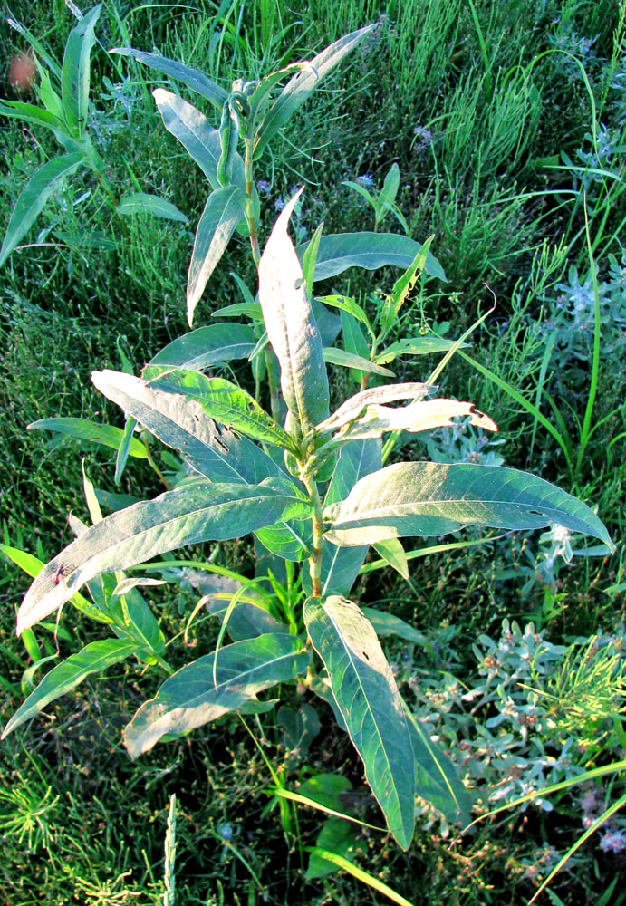 Image of Persicaria amphibia specimen.