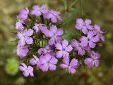 Dianthus pseudarmeria