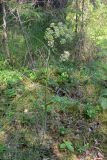 Angelica sylvestris