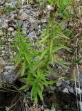 Cirsium komarovii