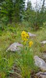 Solidago подвид dahurica