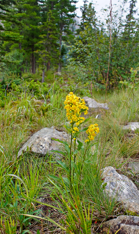 Image of Solidago virgaurea ssp. dahurica specimen.