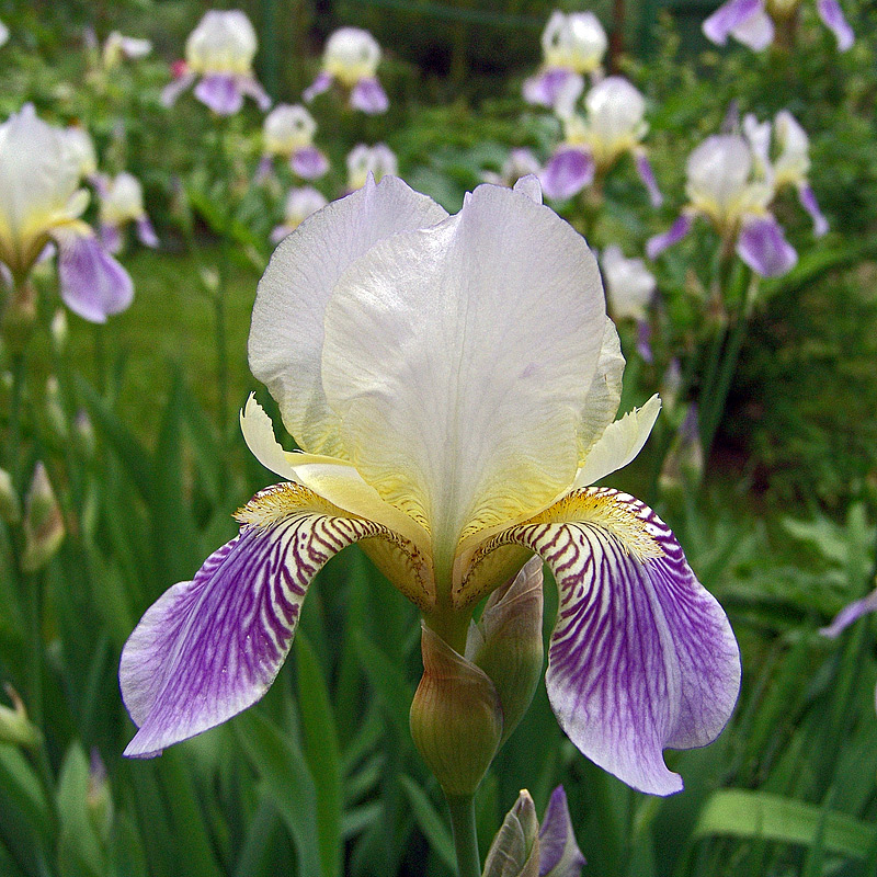 Image of Iris squalens specimen.