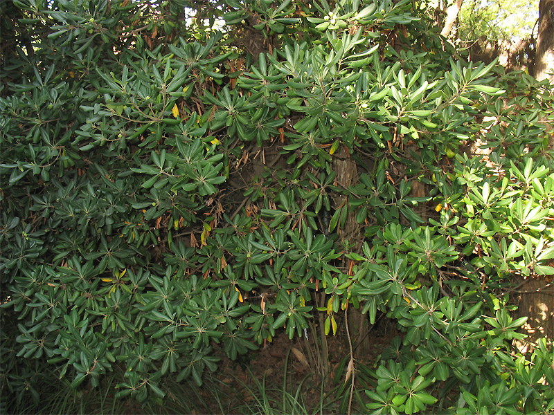 Image of Pittosporum tobira specimen.
