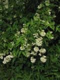 Staphylea pinnata