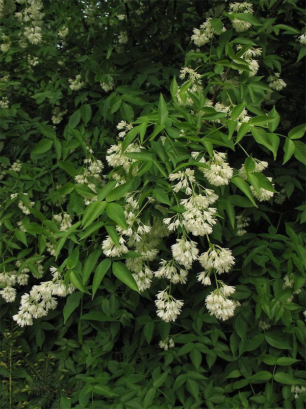 Image of Staphylea pinnata specimen.