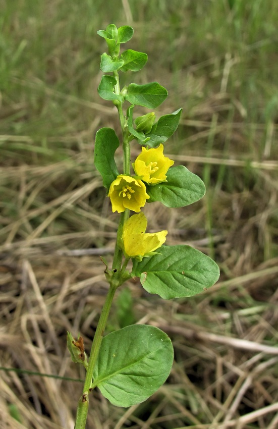 Изображение особи Lysimachia nummularia.