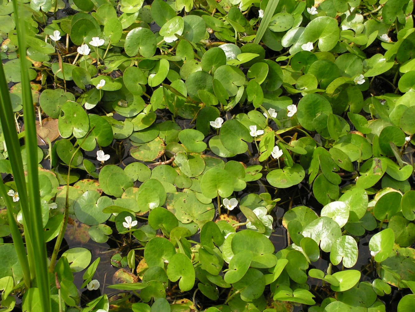 Image of Hydrocharis dubia specimen.