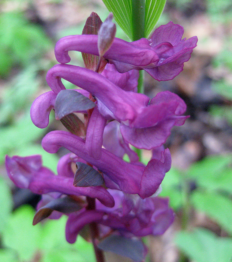 Image of Corydalis cava specimen.