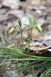 Viola uniflora